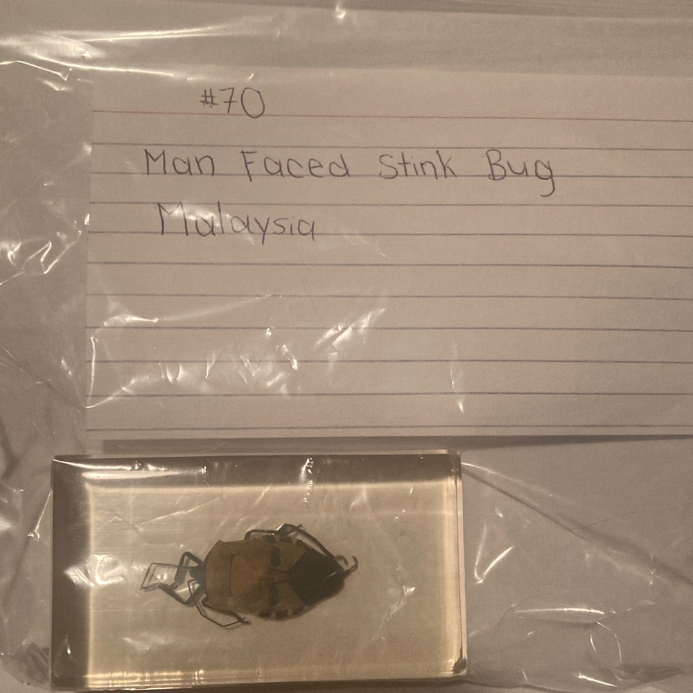 Man Faced Stink Bug - Malaysia